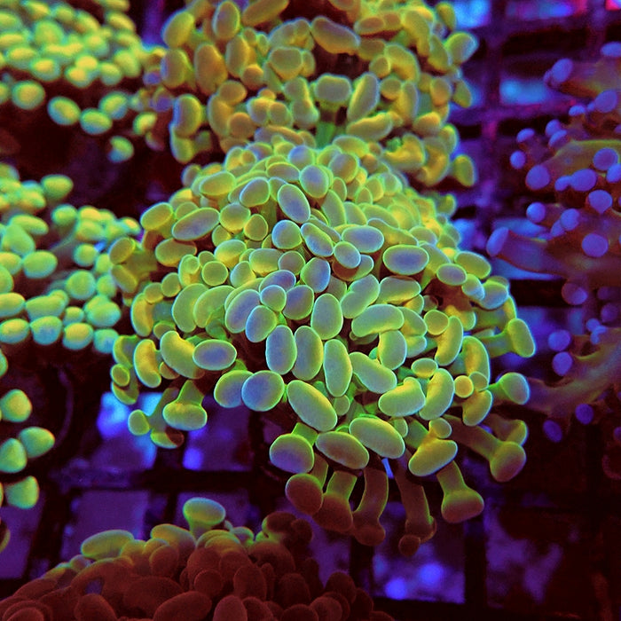 Euphyllia Gold Hologram