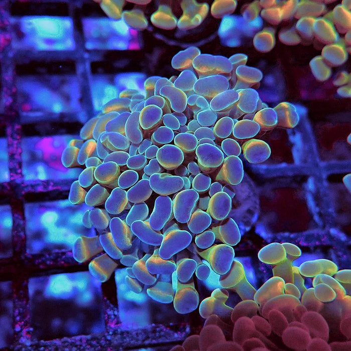 Euphyllia Hologram Hammer Branch