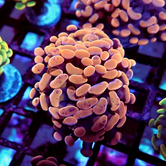 Euphyllia Pink Hammer Premium Branch