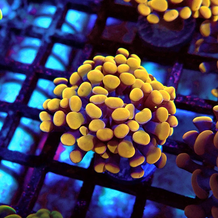 Euphyllia Orange Hammer Premium Branch