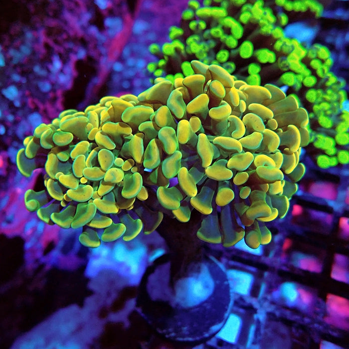 Euphyllia Yellow Branch Hammer