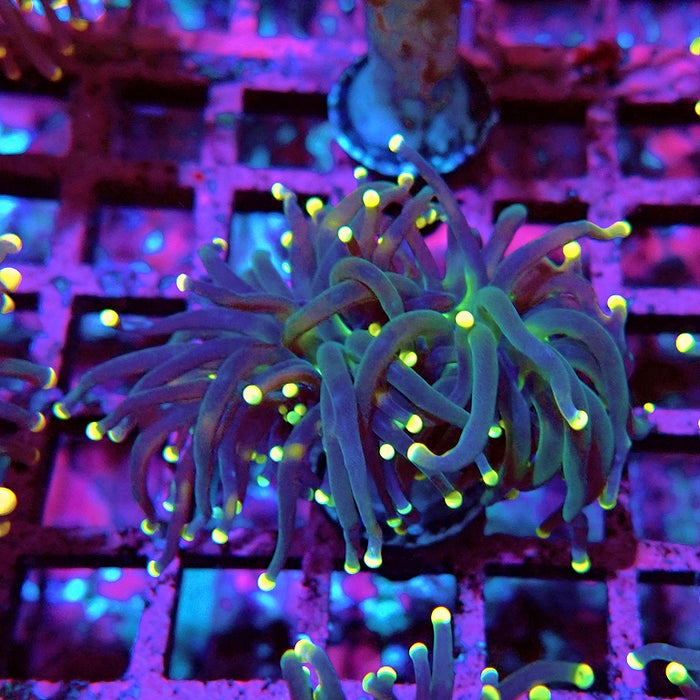 Euphyllia Alien Eyes