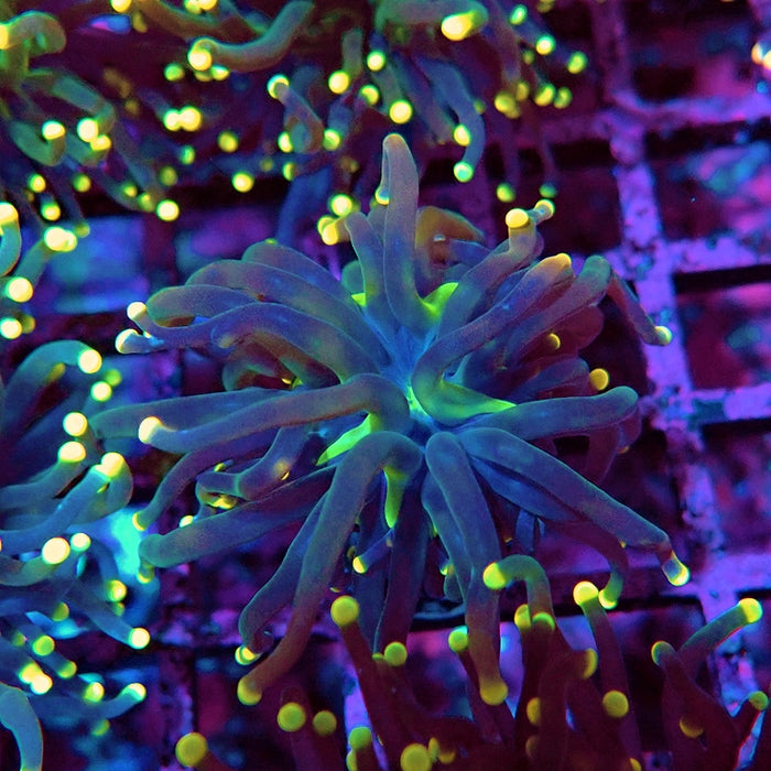 Euphyllia Alien Eyes