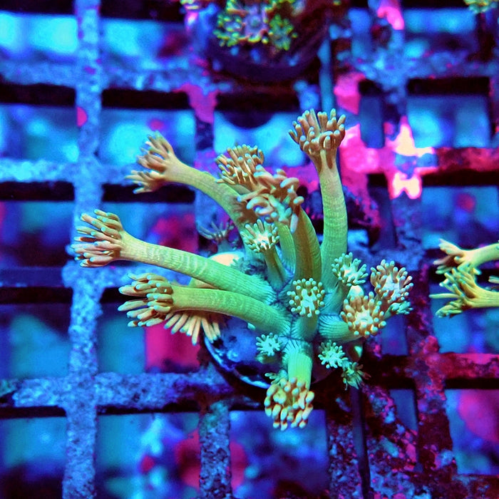 Goniopora Green Orange