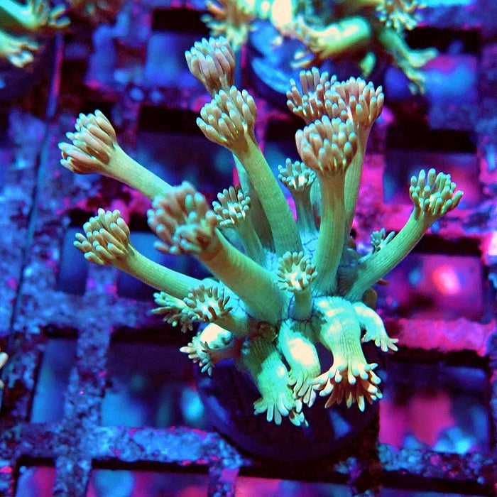 Goniopora Green Orange