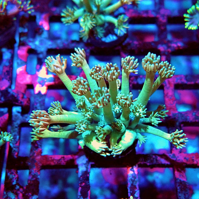 Goniopora Green Orange