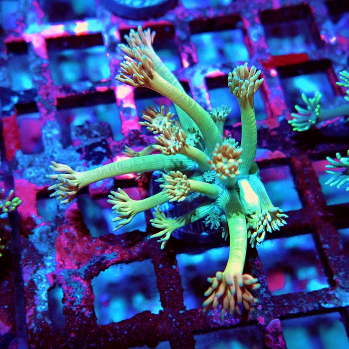 Goniopora Green Orange