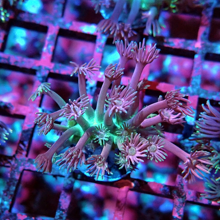 Goniopora Pink Green Base