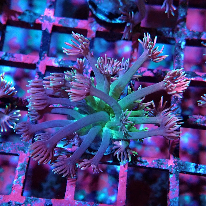 Goniopora Pink Green Base