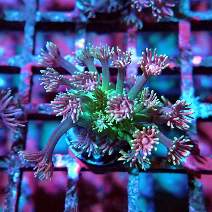 Goniopora Pink Green Base