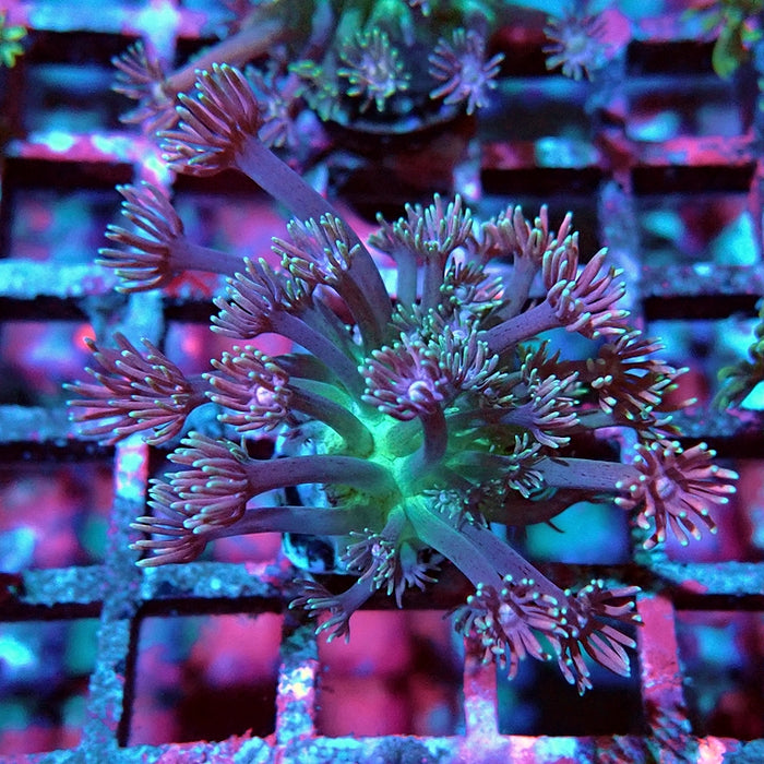 Goniopora Pink Green Base