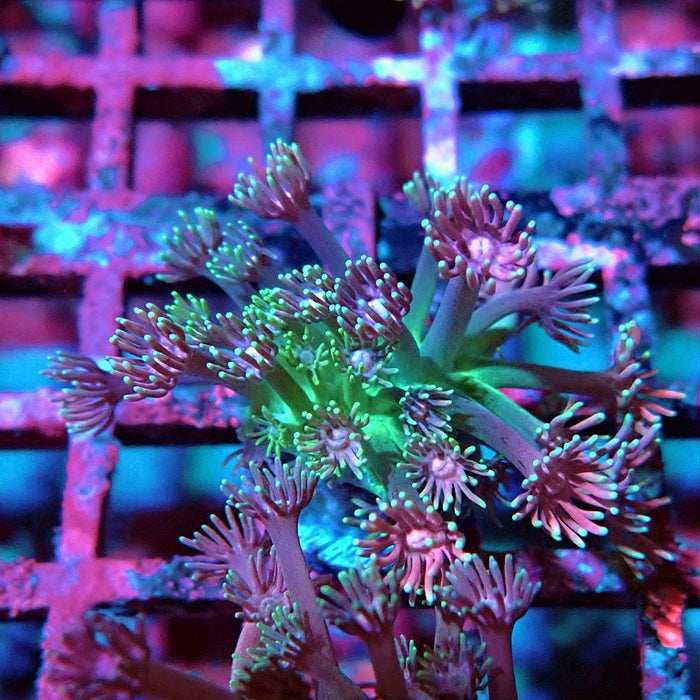 Goniopora Pink Green Base