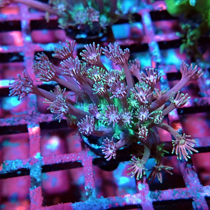Goniopora Pink Green Base