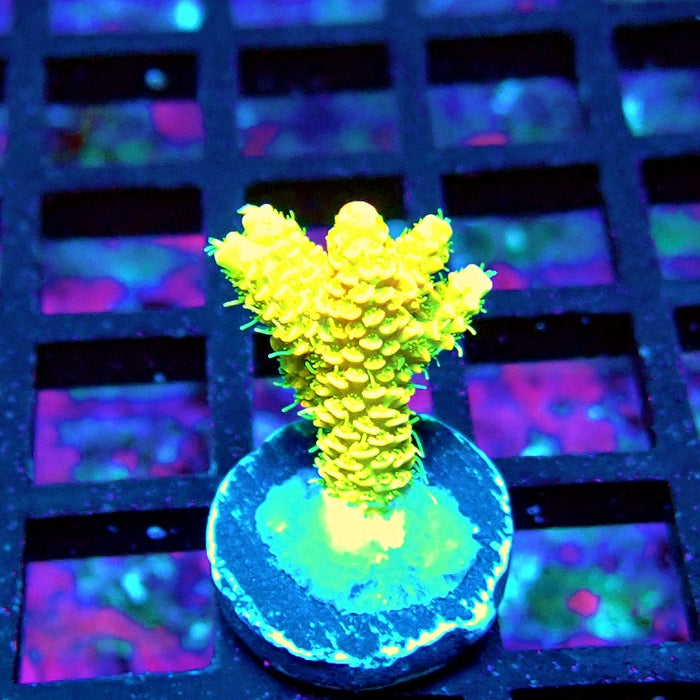 Bright Fuzzy Yellow Mille Acro