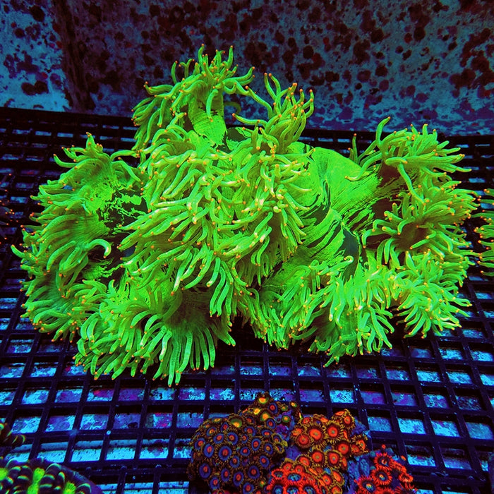 Elegance Coral Premium