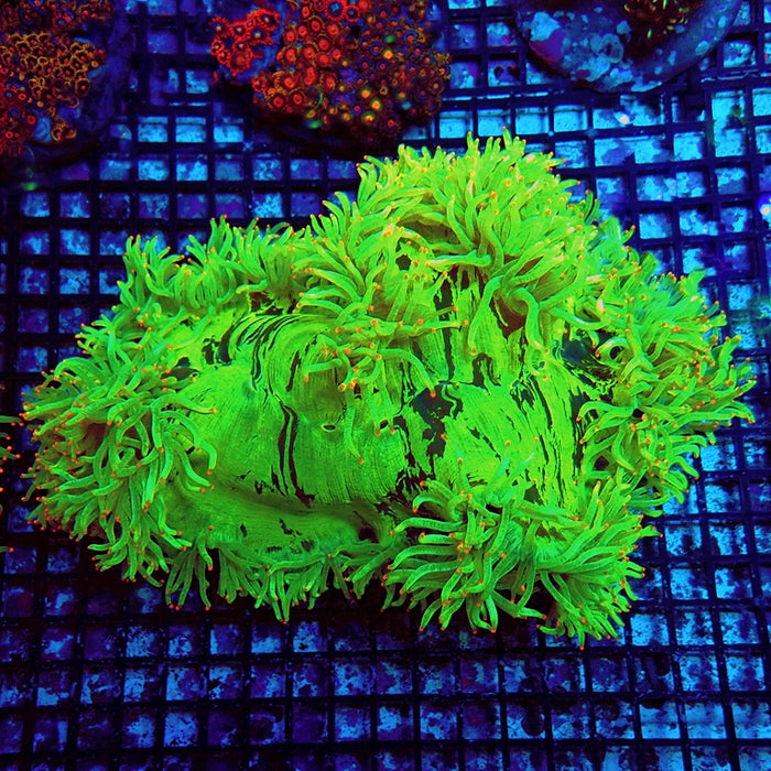 Elegance Coral Premium