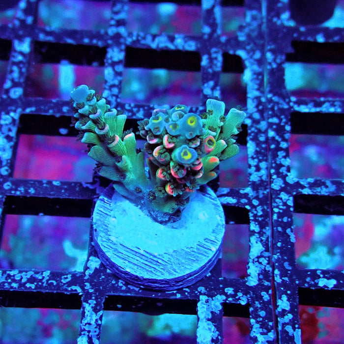 Green Blue Pink Scale Tenuis Acro