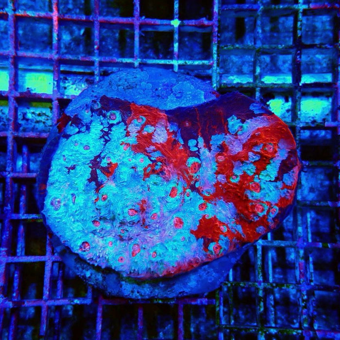 Echinophylia Chalice Corals Colony