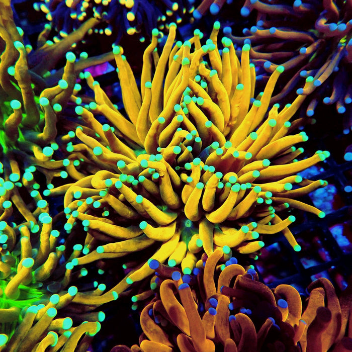Gold Black Hulk Torch Premium