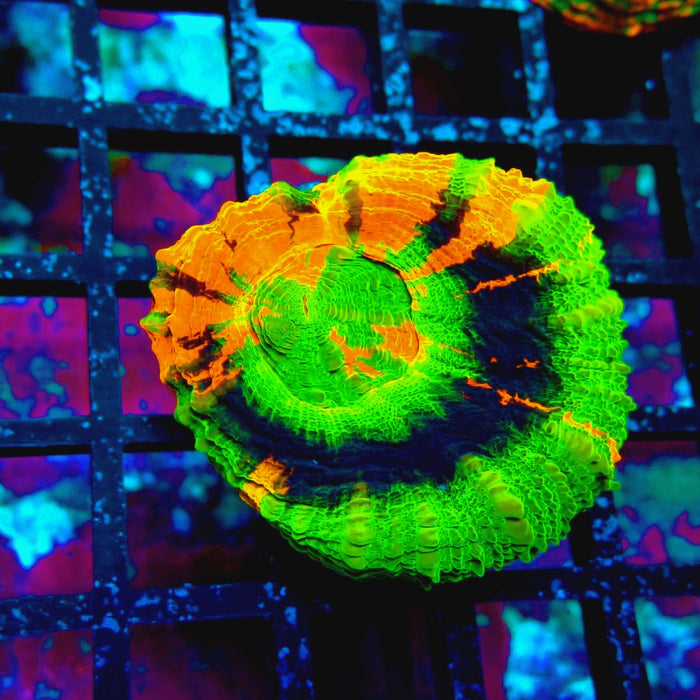 Scolymia Master Grade Coral