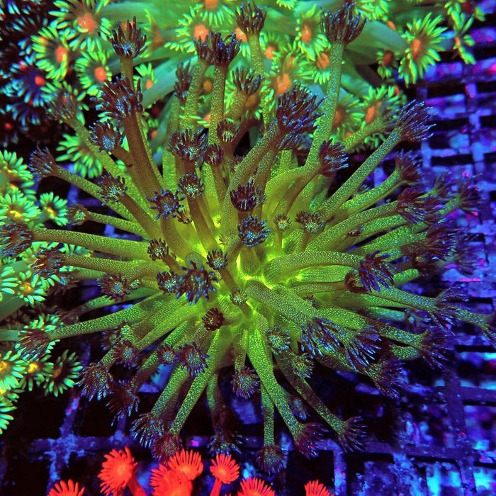 Glitter Ultra Goniopora Colony