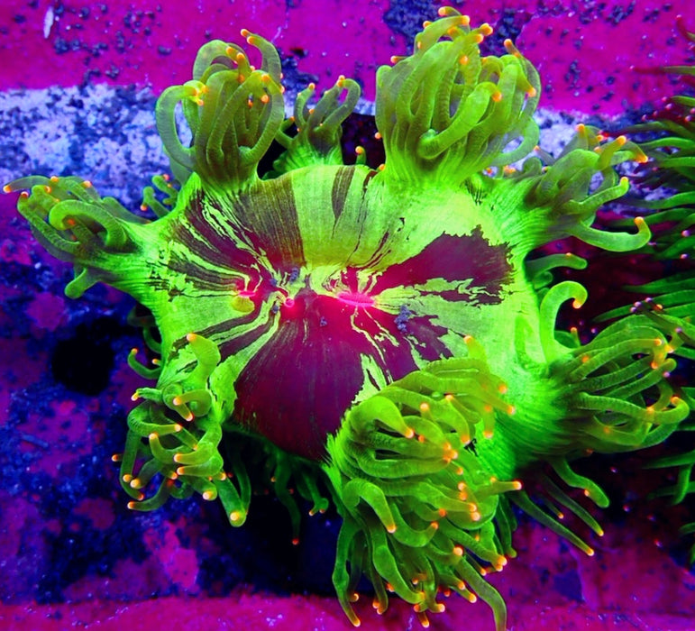 Elegance Coral (Red Middle) RARE