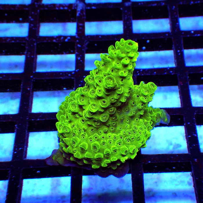 20 Acro Frag