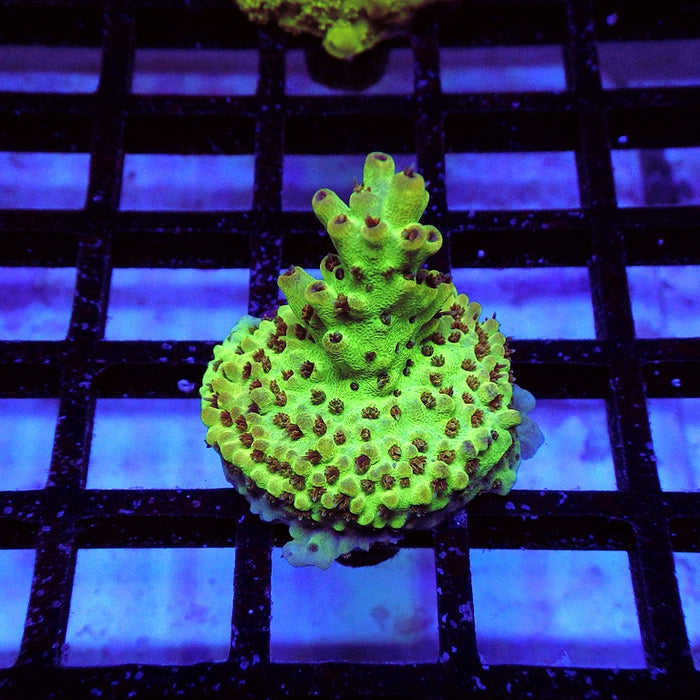 21 Acro Frag
