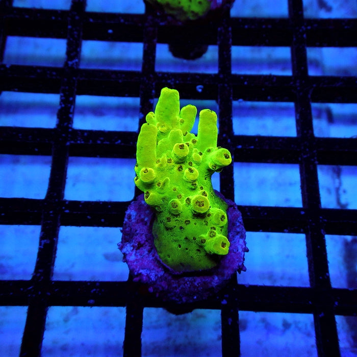 23 Acro Frag