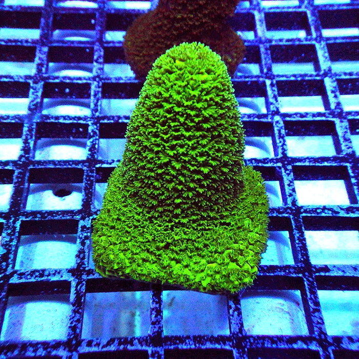 02 Acro Frag