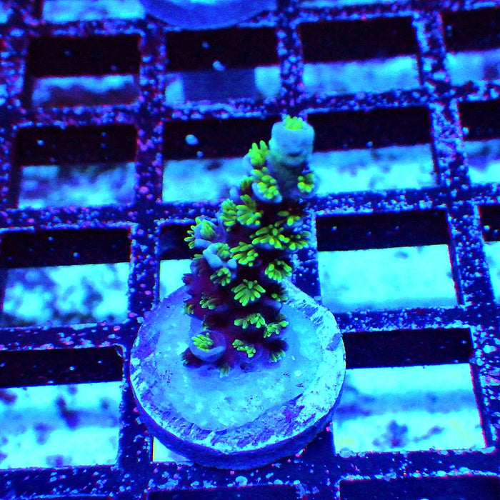 REx Blue-Green Tenuis