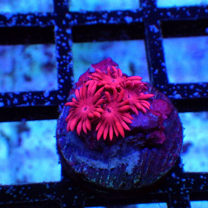 Goniopora Ultra