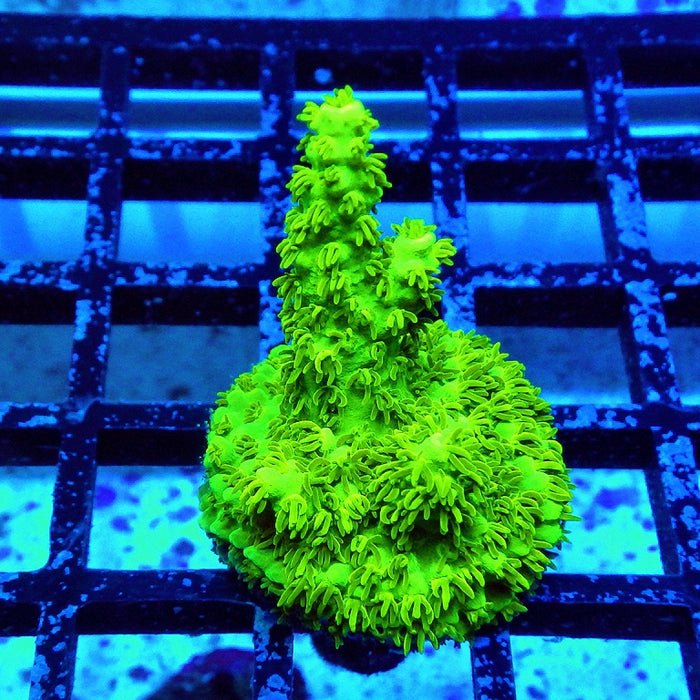 Acro Frag Aquaculture