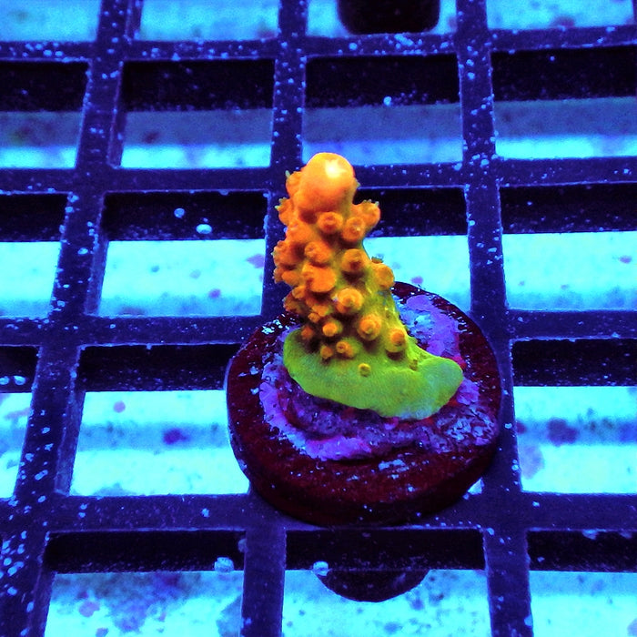 Acro Frag Aquaculture