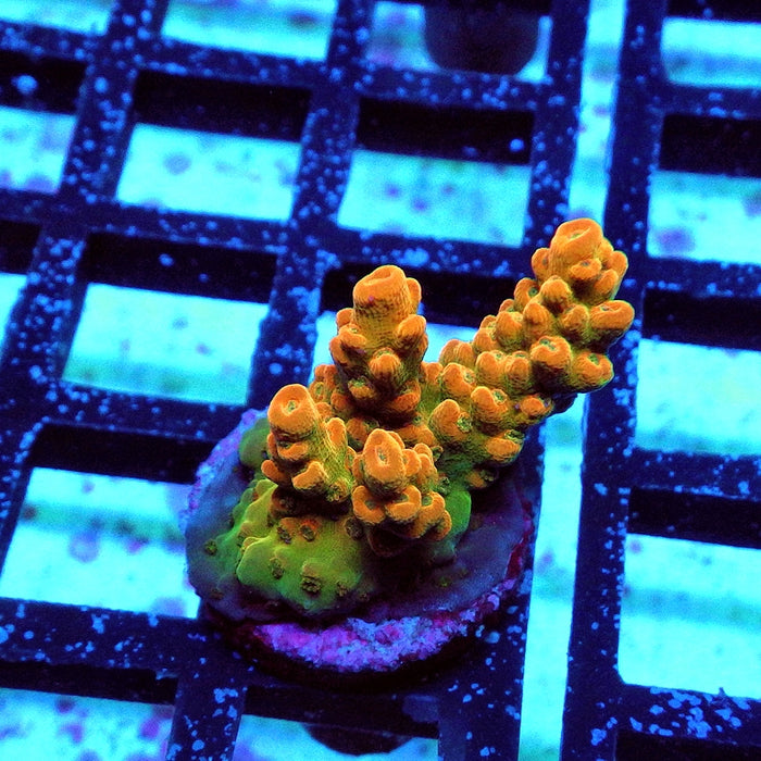 Acro Frag Aquaculture
