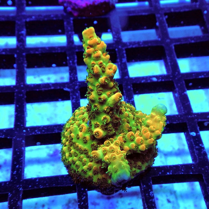 Acro Frag Aquaculture