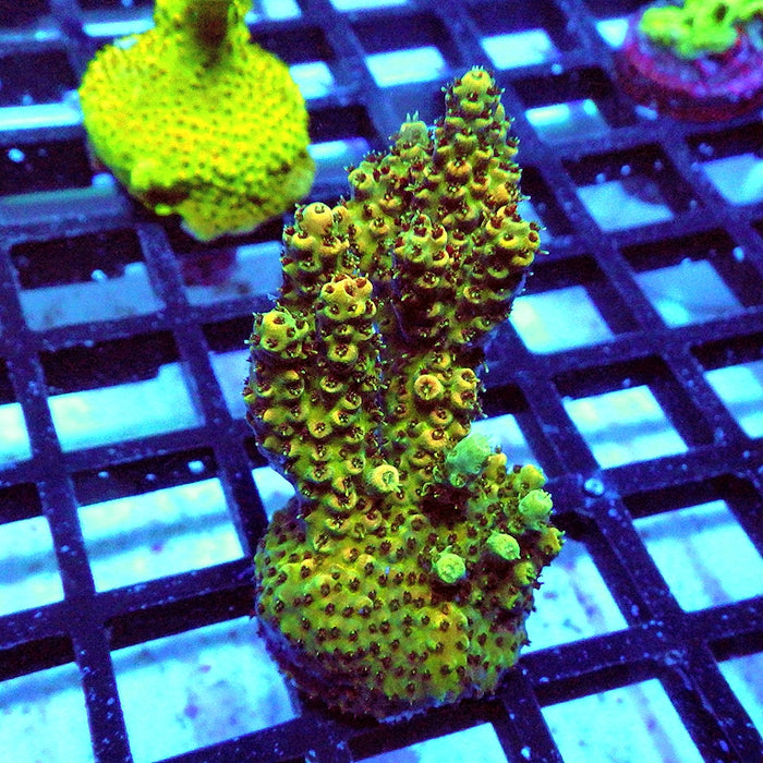 Acro Frag Aquaculture