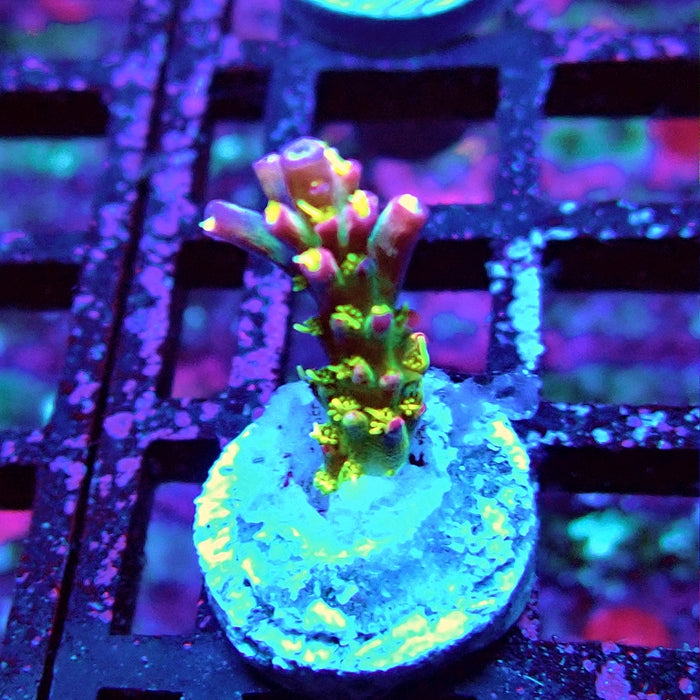 REx Rainbow Worms Acro