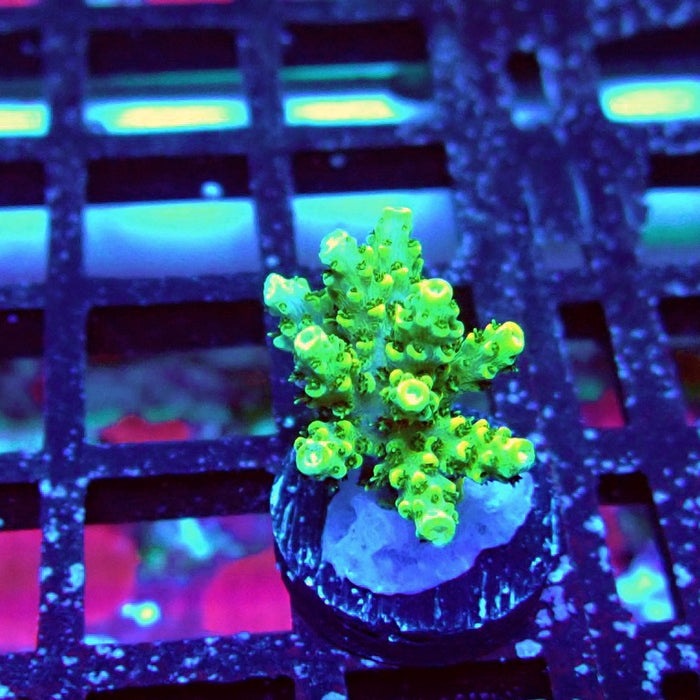 Acro Frag Aquaculture