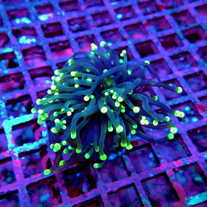 Euphyllia Yellow Tips Torch