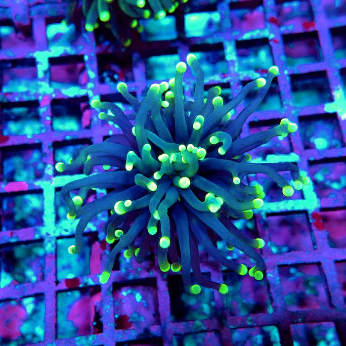 Euphyllia Yellow Tips Torch