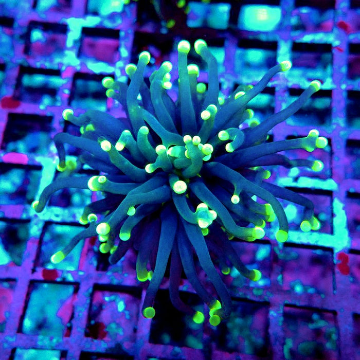 Euphyllia Yellow Tips Torch