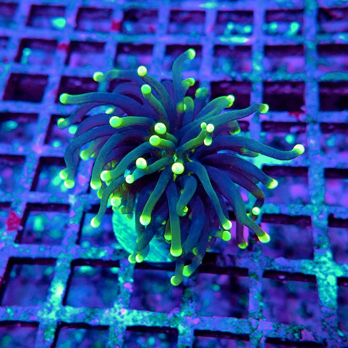 Euphyllia Yellow Tips Torch