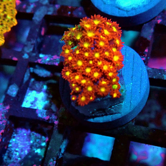 Goniopora Super Red Yellow Center