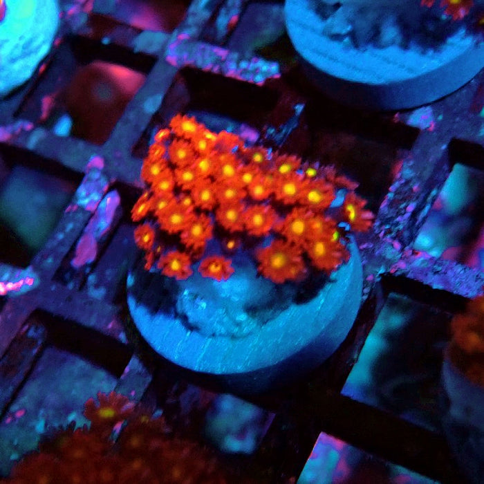 Goniopora Super Red Yellow Center