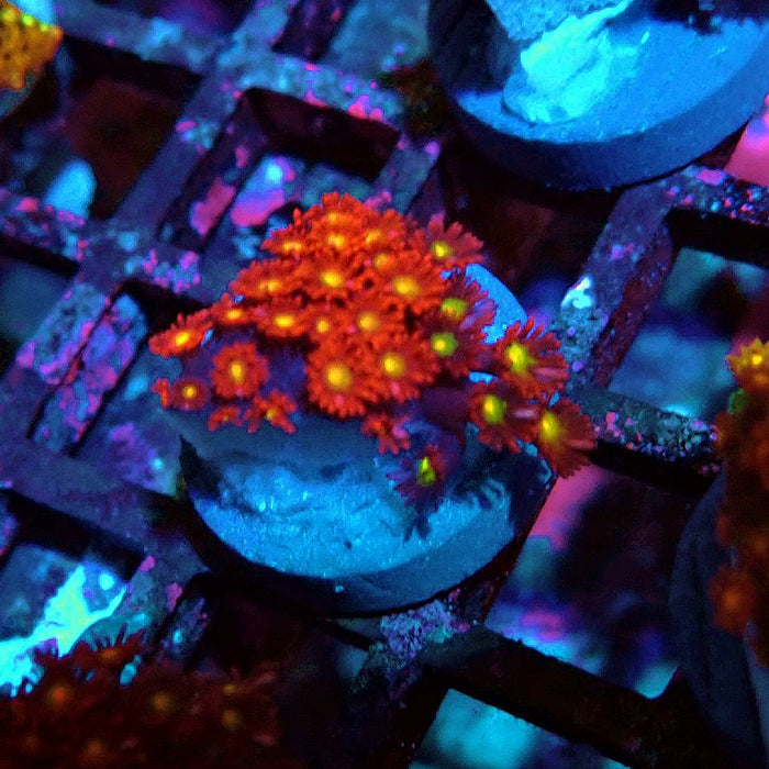 Goniopora Super Red Yellow Center