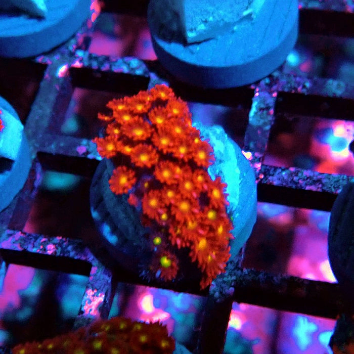 Goniopora Super Red Yellow Center