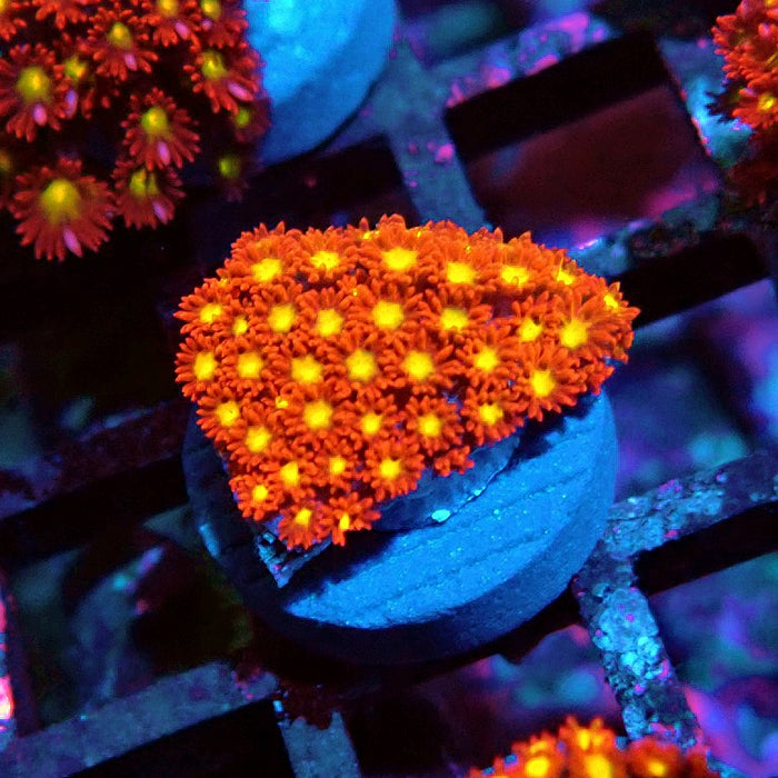 Goniopora Super Red Yellow Center