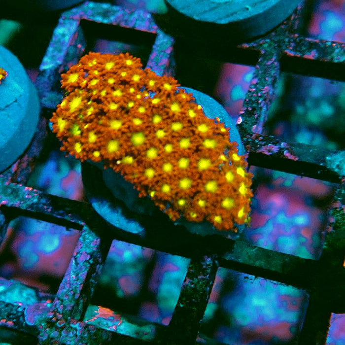 Goniopora Orange-Green