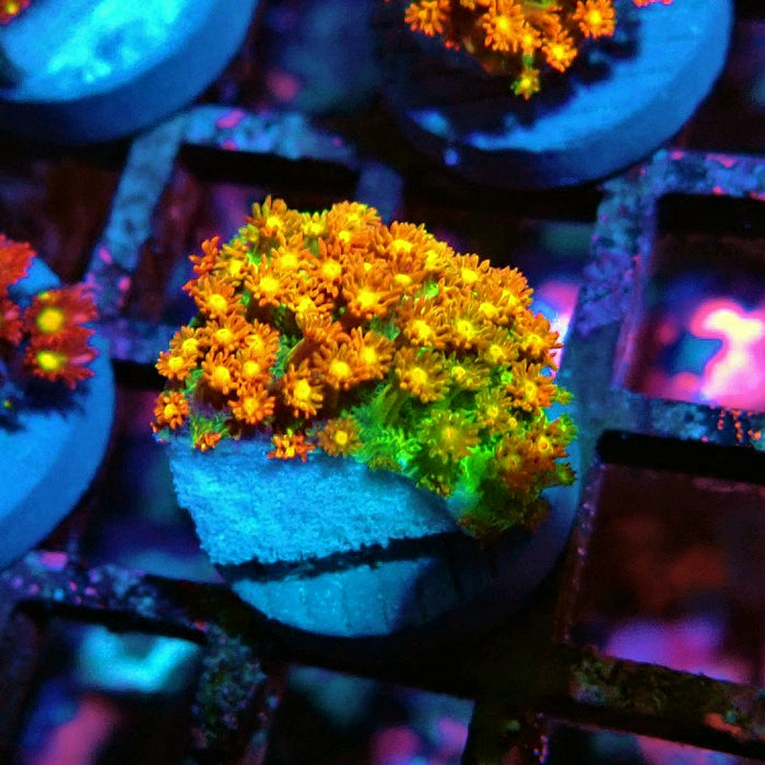 Goniopora Orange-Green